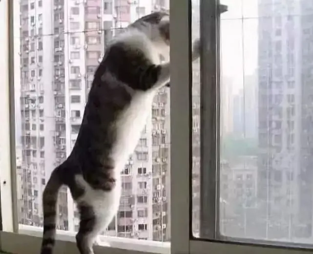 猫咪为什么最容易出现坠楼事件？