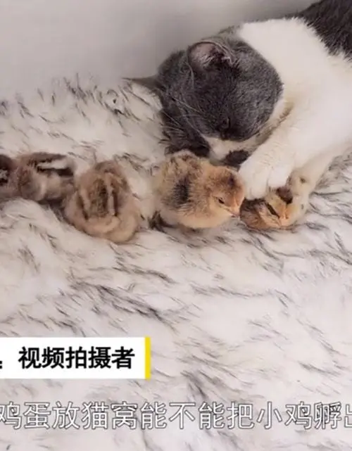 猫咪孵化出8只小鸡，女子想摸都不让：你也入戏太深了吧？