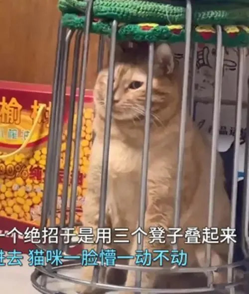 男子怕猫咪回老家乱跑，用3个凳子直接封印，猫：求求你当个人吧