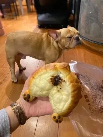 法斗犬看到主人吃柯基屁股包，下一秒吓开飞机耳：好残忍！