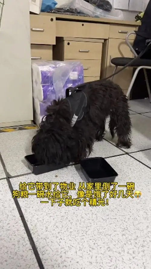 女子四处帮狗狗寻找主人，没想到这是一条弃狗：养了为什么要抛弃