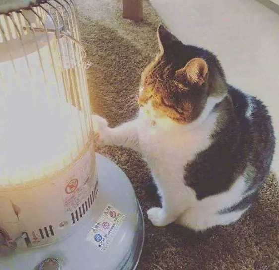 猫咪有哪些瞬间让你觉得很暖心？