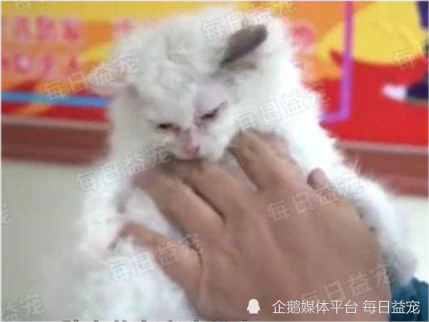 花8千块买了只布偶猫，收到后蒙圈了，果断报警处理！