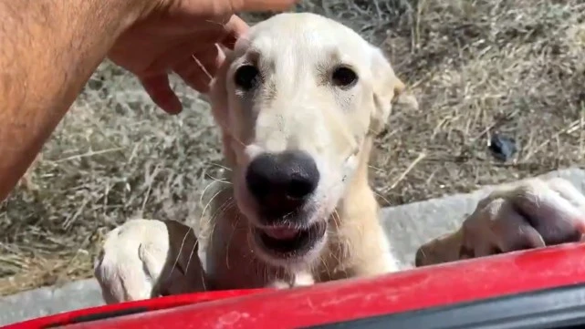 野外偶遇流浪狗，为求收留当街拦车，打开车门后它赖着不走了