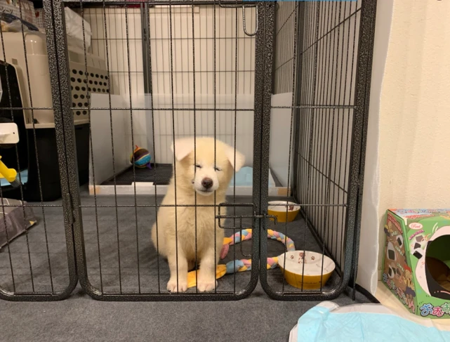 今天也是被秋田犬鄙视的一天呢！