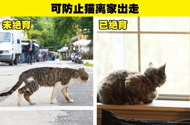最好能够给家中的猫咪绝育的7个理由