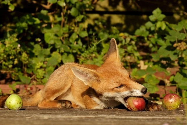 狗和狐狸长得那么像，它们有生殖隔离吗，能不能繁育出后代？