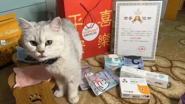 一只深圳猫的“宠物方舱”之旅：“整个社区没出现宠物在家死亡”