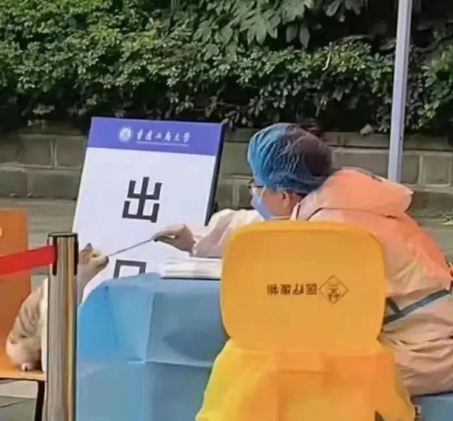 我会好好做核酸的，请不要放弃我