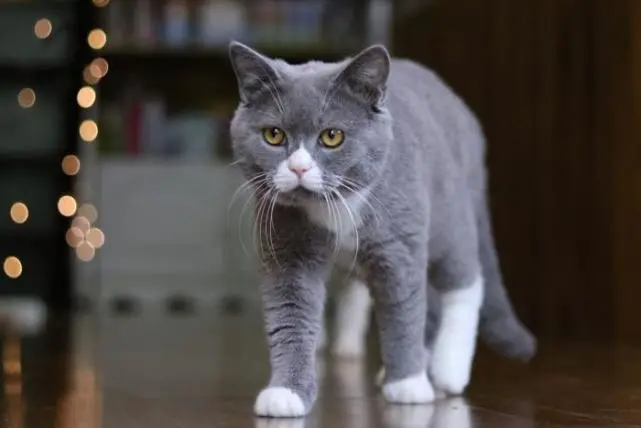 猫猫的演变史，你知道吗？