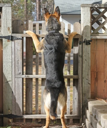 请正确对待疫情中的宠物们