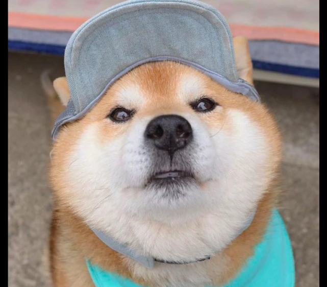 主人给狗买的帽子小了，戴上后显得它的脸特别的大，越看越傻呢！