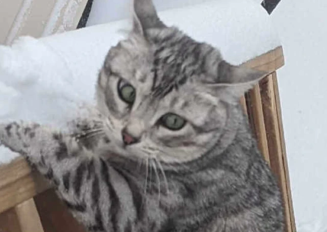 猫咪跳进雪地里被掩埋了，下一秒跳出来扒在栏杆上，原谅我笑了！