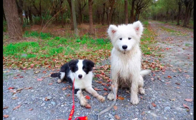 两只狗狗跑到河里玩，被主人骂得都没眼看了，狗：知道错了啊！