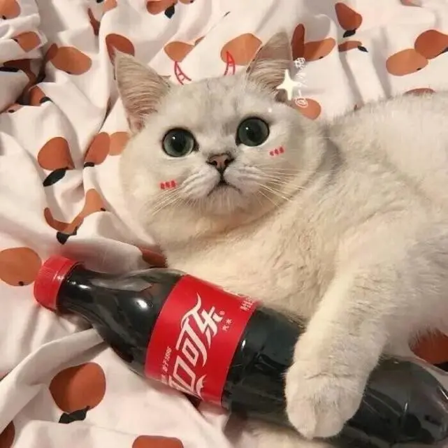 猫咪为什么那么受喜欢？