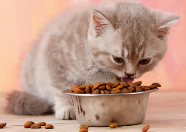 养猫的“流言”，主人不要信了！科学养猫才对！