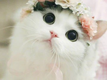 如何让猫咪主动亲近你