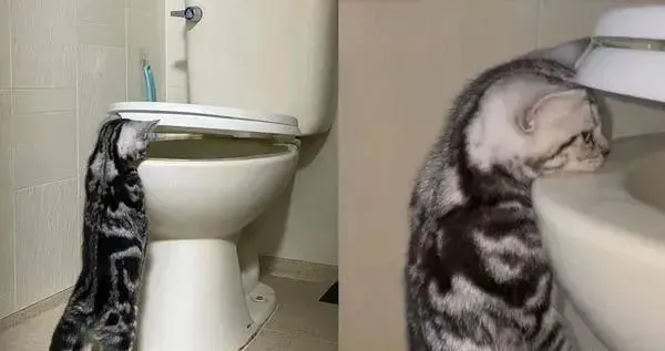 好奇猫低头守马桶持续15分钟，饲主满头问号：到底有什么好看？