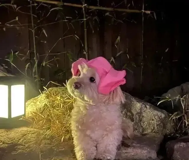 超萌小可爱狗狗泡温泉，网友：下次拍照能不能擦干水啊！