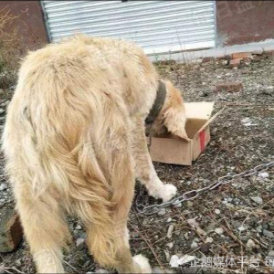 主人把金毛当看家狗，拴外边不管不顾，经常抱怨狗狗不中用​