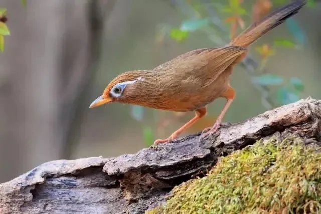 对于画眉口诀谚语的看法