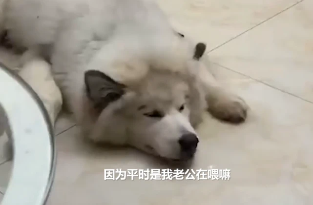 狗子偷吃10斤狗粮，主人崩溃送医取出8斤：已经是第二次了！