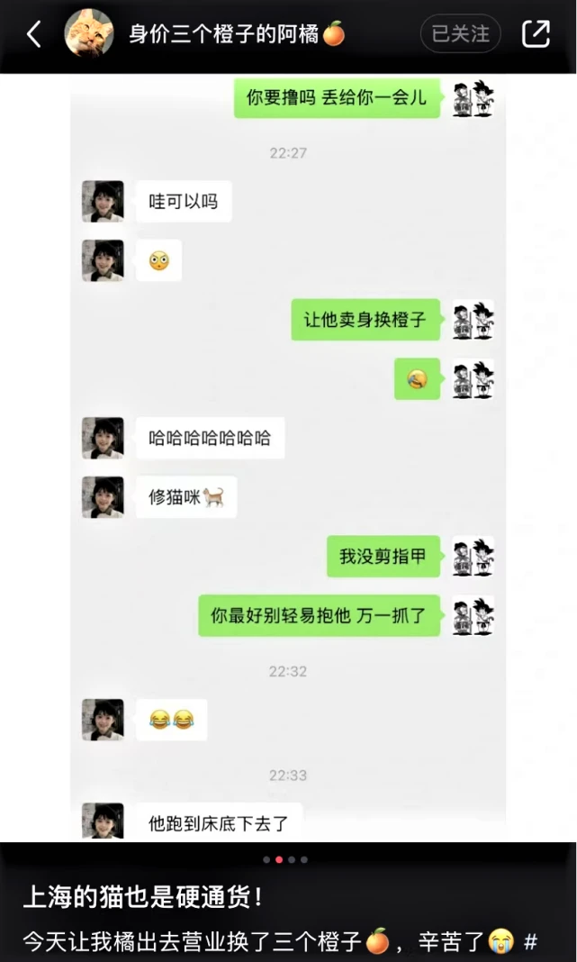 上海男子用猫“换”橙子，自述：或把萌宠博主当副业，不敢想象没有猫的生活