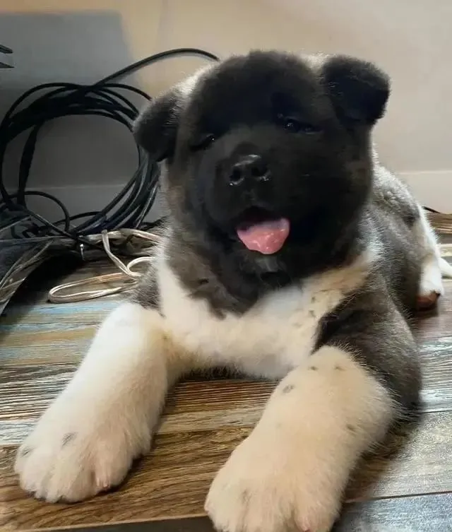 网友养了一只秋田犬，每天被萌哭一百遍：它太憨憨了吧