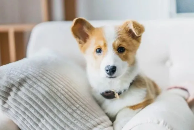 袖虎宠物研究：加盟店能不能赚钱？注意哪些骗局？