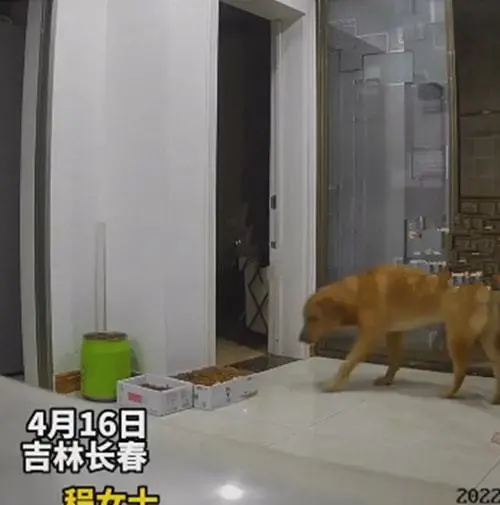 女子被拉去隔离，留狗狗单独在家，查看监控后被汪感动到了