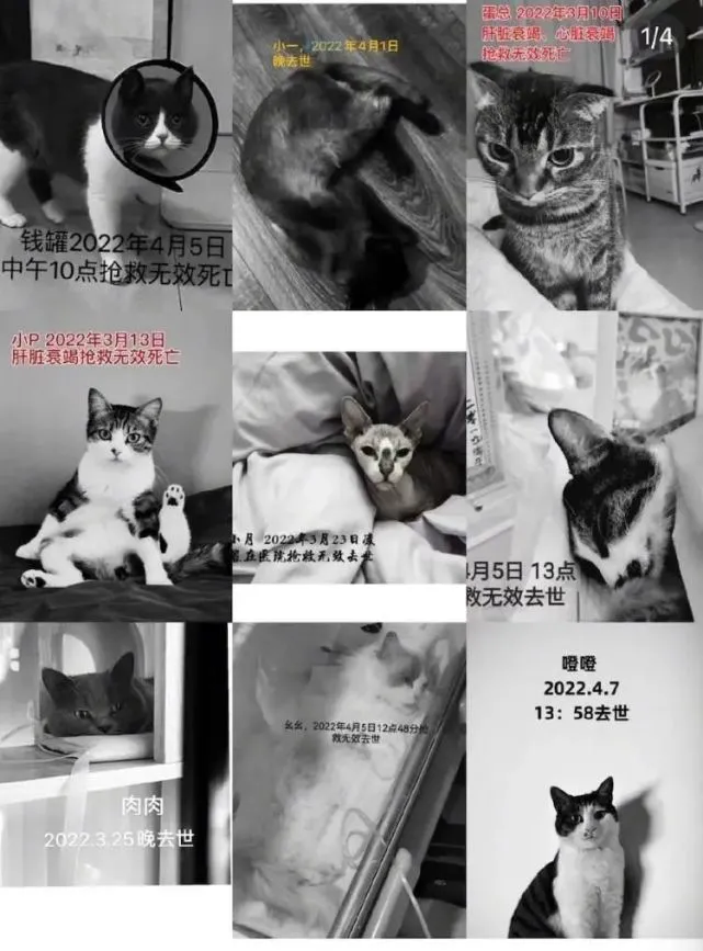 过百只猫咪暴毙，你说这猫粮没毒？