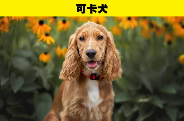 以其它原因，被人类培育出来的12种狗狗品种