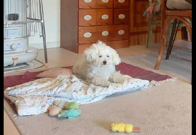 一大早狗狗刚睡醒，就趴在垫子上在放空，像极了睡懵了我呀！