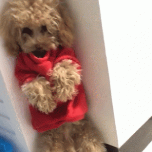 泰迪被主人拿衣挂吓唬，不停发抖，捣蛋不允许纵容！