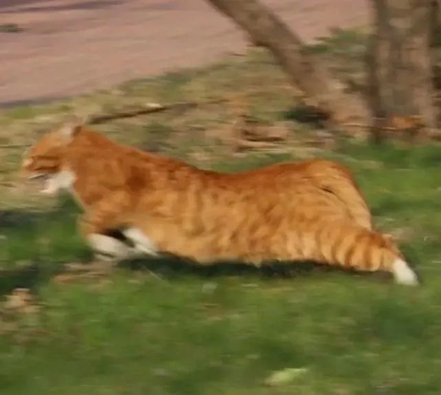 白猫手里的，是薅下的橘猫的毛吗？