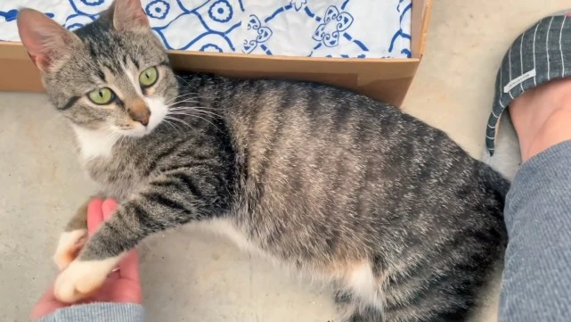 消失一个月的流浪猫，再次出现时，哀求人类跟它走，它要去哪呢？