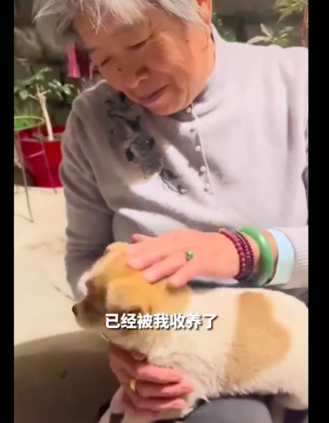 别人丢在垃圾桶的破玩具熊，却成为小流浪狗的宝贝，结局很暖心！