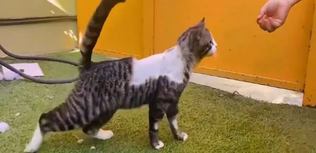 流浪猫躺在地上，背部有1根钢钉，医生检查后：人为导致的