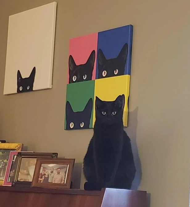 这些猫猫好奇怪哦，但是越看越可爱