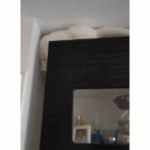 笑死，奶牛猫不愧是猫中二哈！