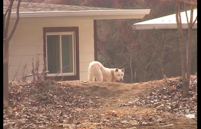 狗狗被批评后离家出走一年，但只在家附近转悠，晚上还偷回来吃饭