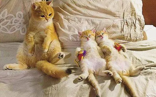 生产后的猫咪有诸多创伤，你有好好照顾吗