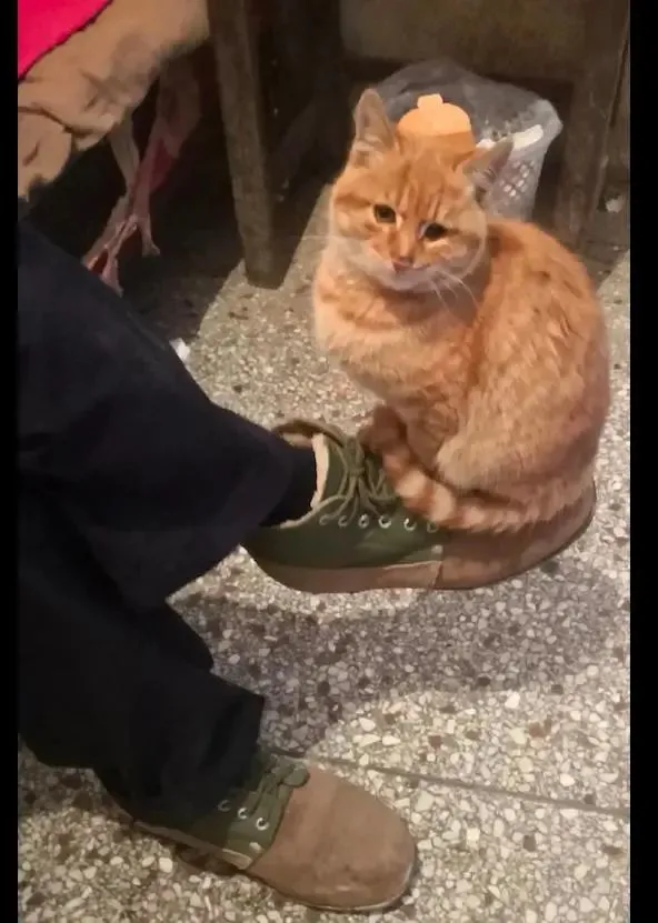 猫咪经常坐在主人的鞋子上取暖，猫：冬天靠鞋续命了