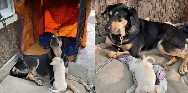 高山犬去散步莫名收了2个小跟班，躺下体型差10倍反差萌破表