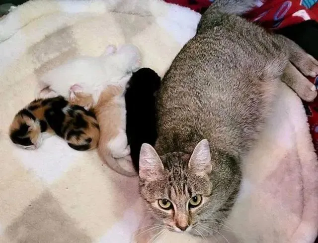 母猫刚生一半被遗弃，猫窝留下一封信，看似无奈，女孩却不领情