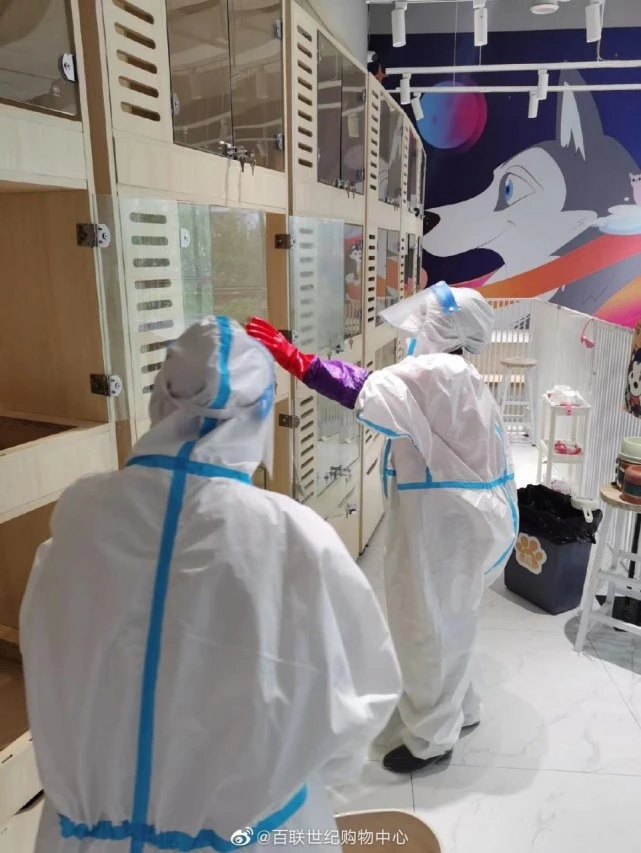 上海市民求助照看50只宠物狗，市委信箱：一直在喂水喂食