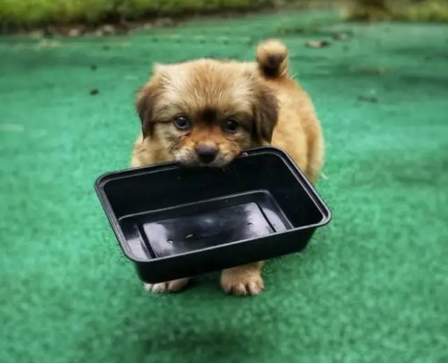 “狗不能喂太饱”，有什么说法在里面呢？