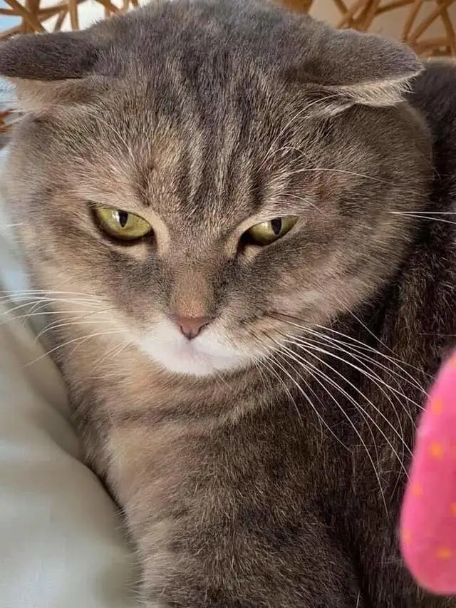 爱猫走失 泰国猫主人30万铢重金寻猫