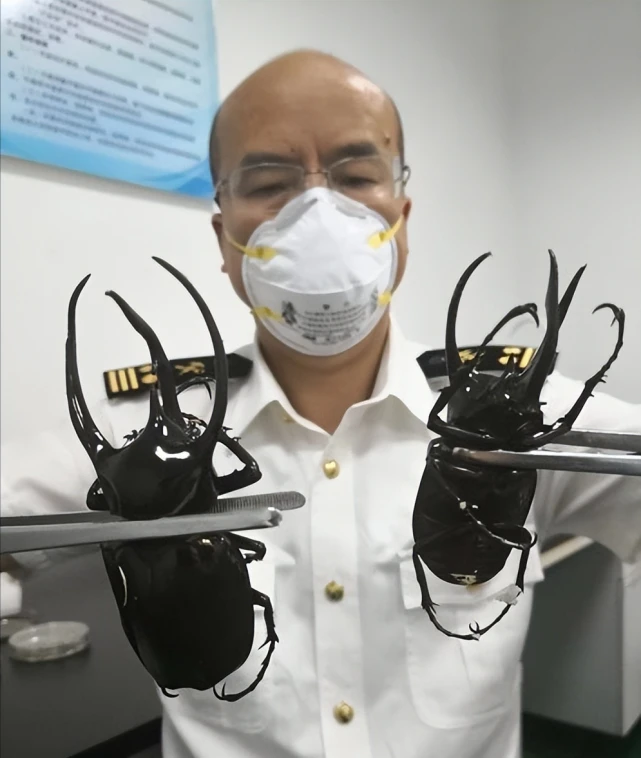 有何居心？我国海关曾多次截获活体大甲虫，若入侵我国有何危害？