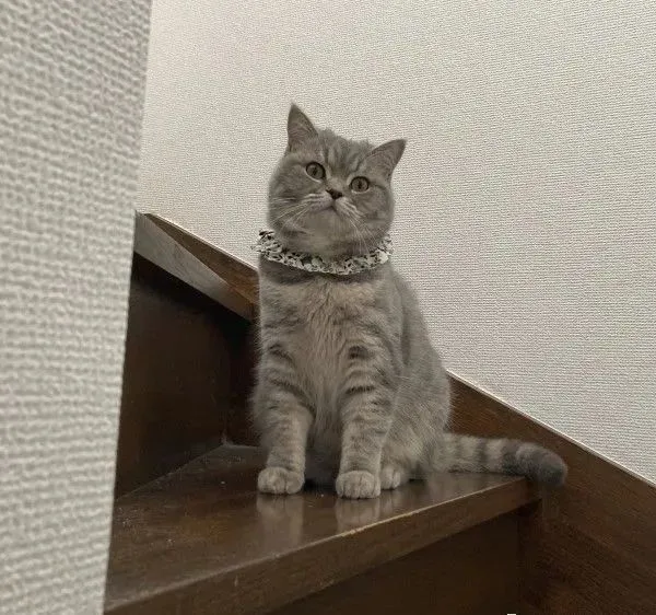 猫猫版“掩耳盗铃”大法～